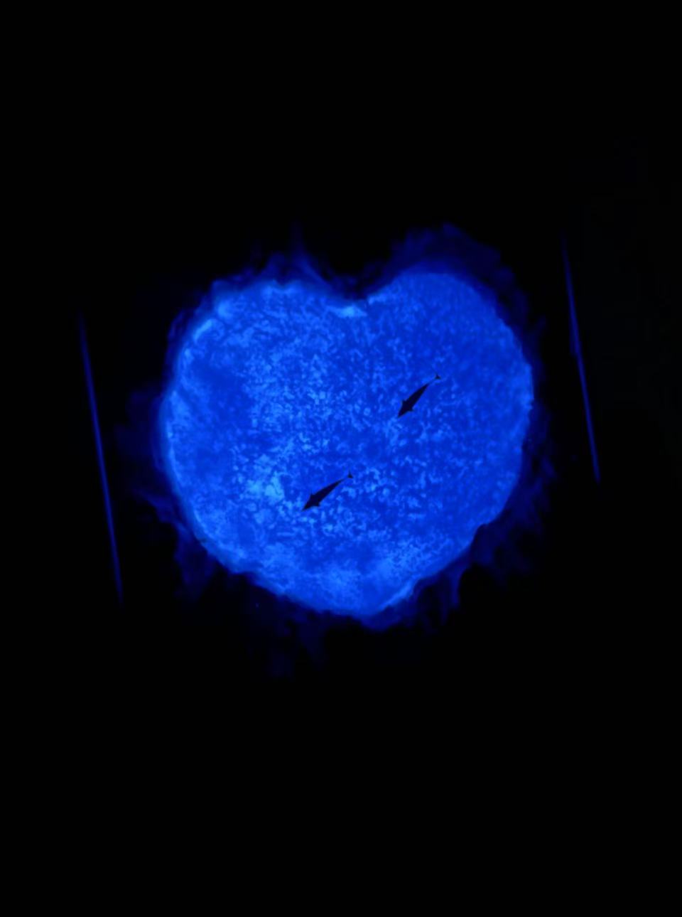 Heart Ocean with Dolphins Miniature Resin Art Hand-made Display Memorial Gift